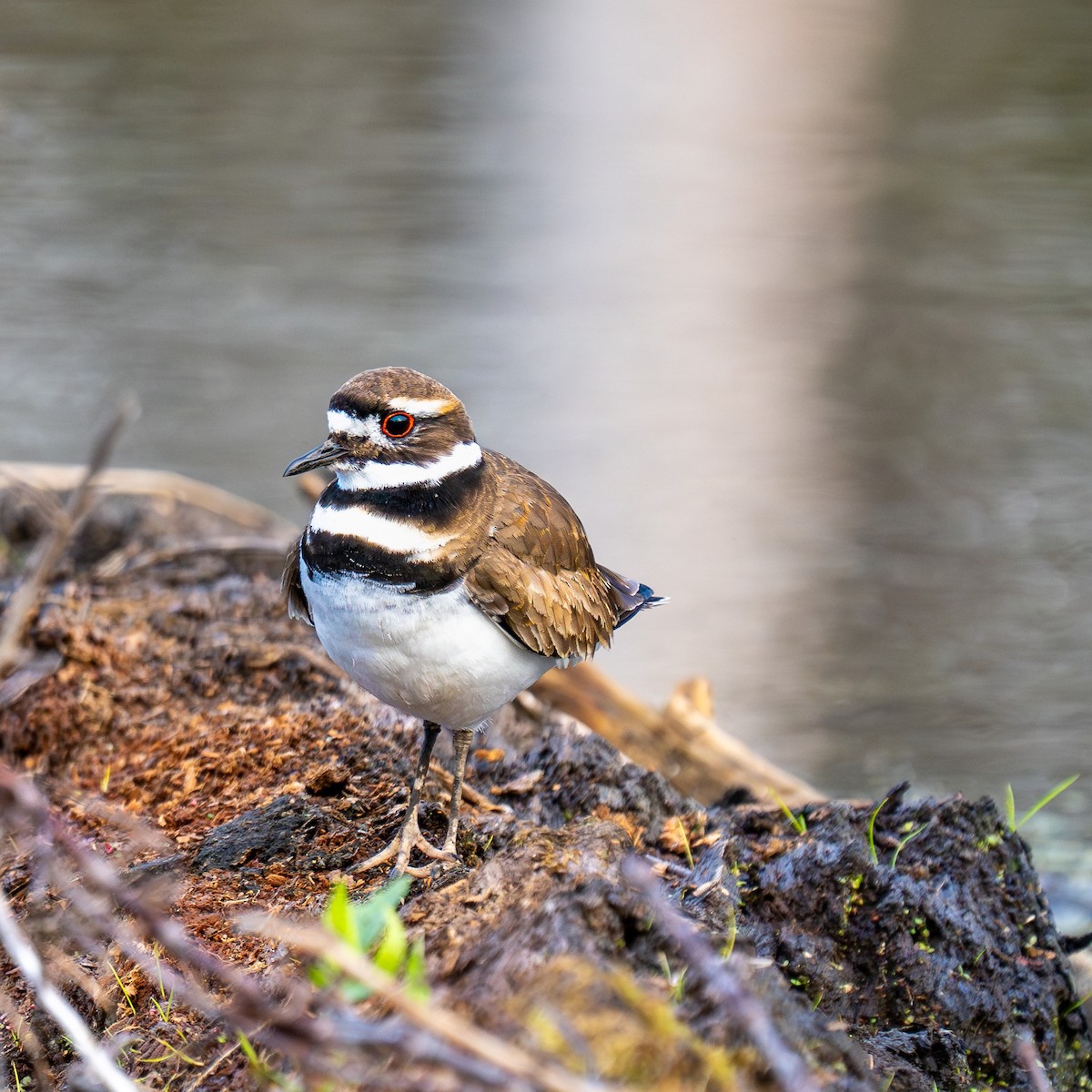 eBird Checklist - 4 Apr 2024 - Lake Betz - 28 species