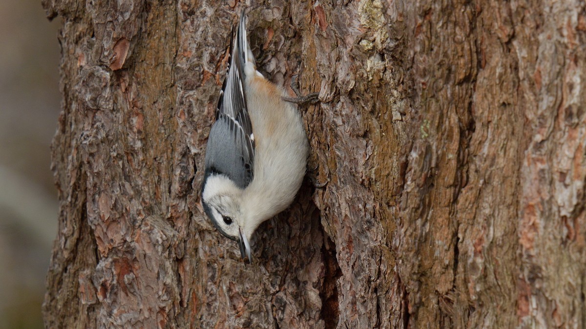 White-breasted Nuthatch - ML616902809