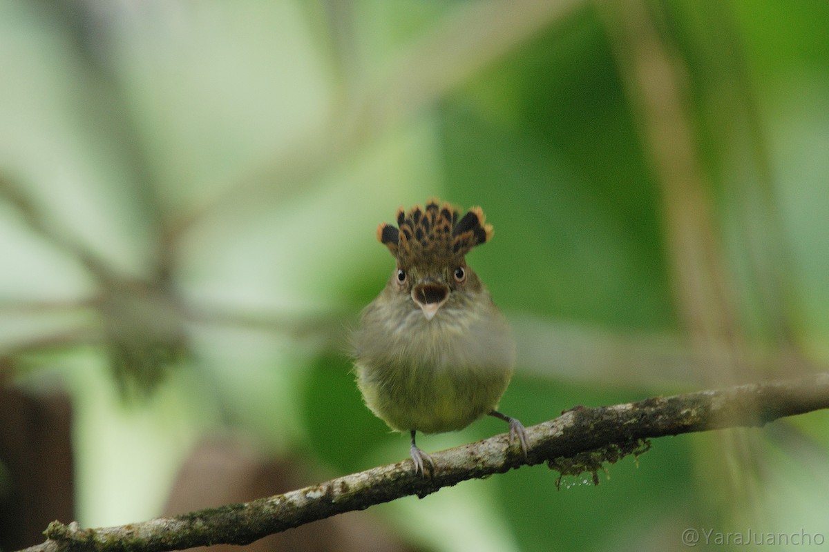 Scale-crested Pygmy-Tyrant - ML616902863