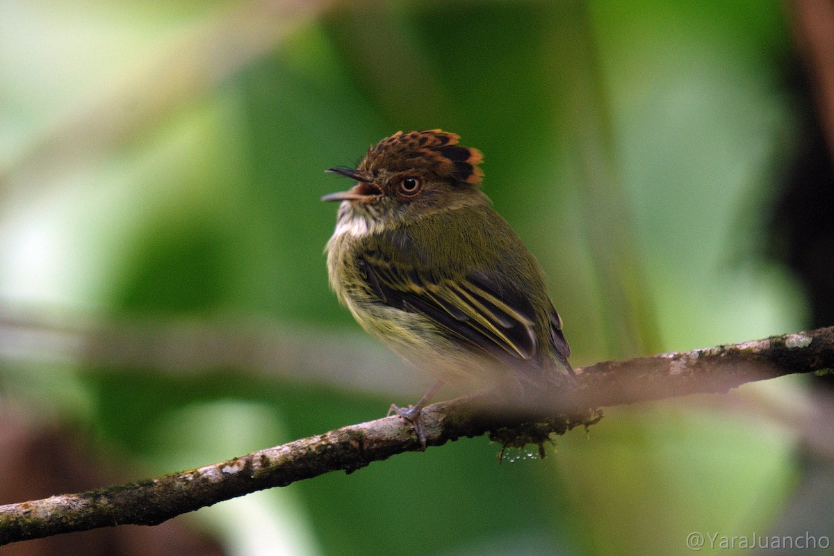 Scale-crested Pygmy-Tyrant - ML616902864
