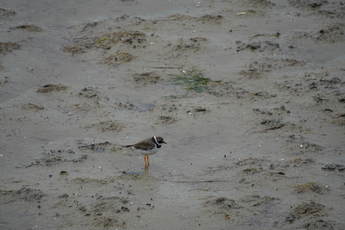Common Ringed Plover - ML616902868
