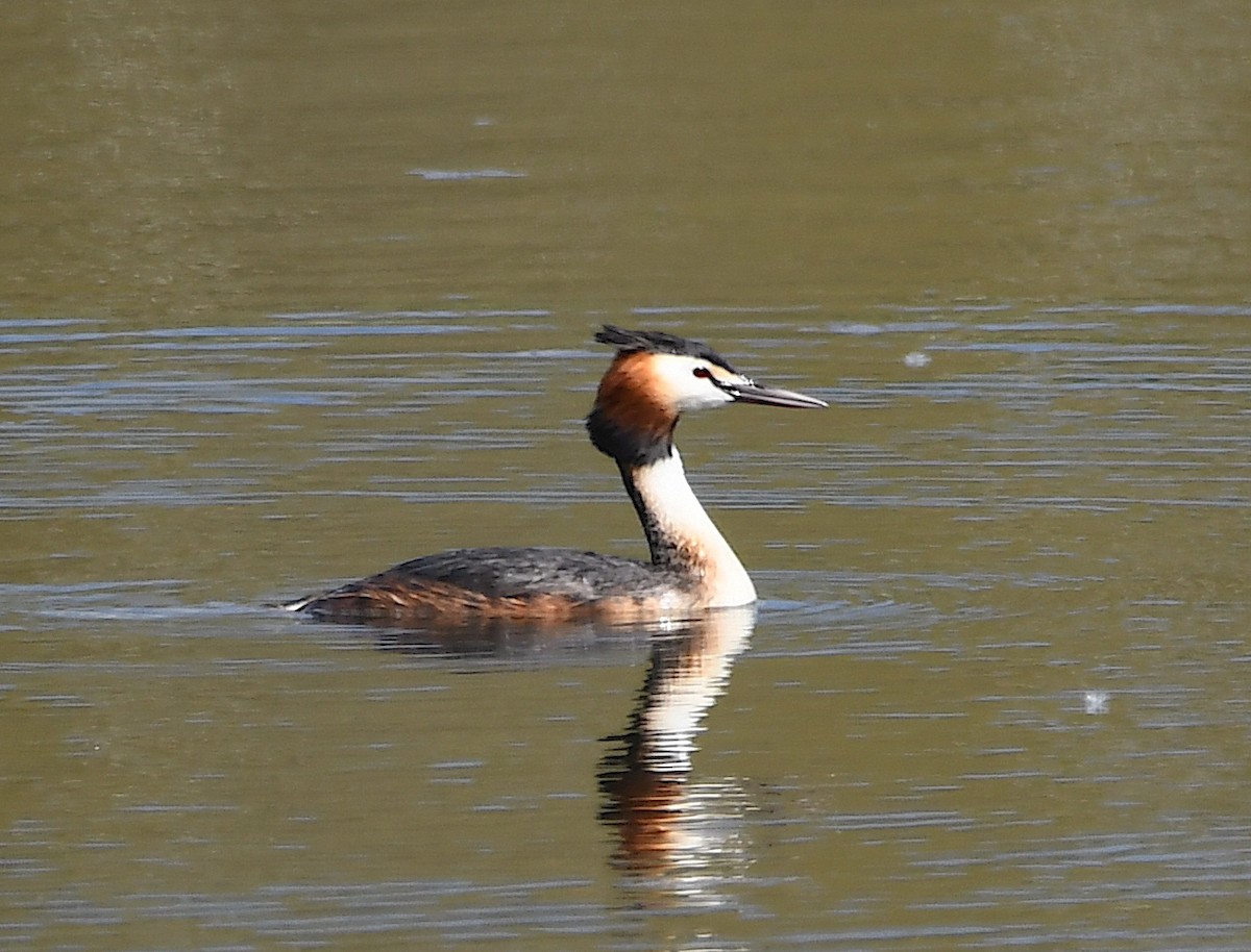 Great Crested Grebe - ML616902876