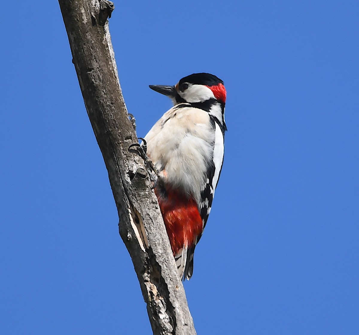 Great Spotted Woodpecker - ML616902880