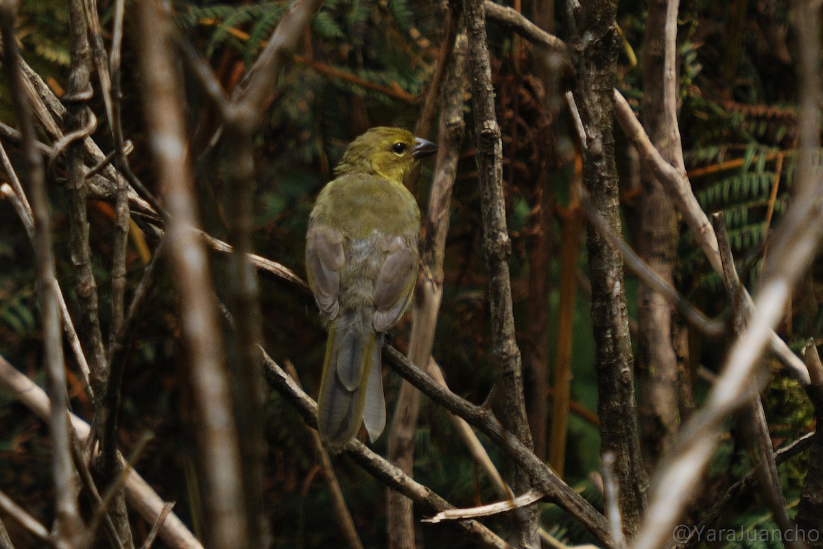 Black-faced Tanager - ML616902946