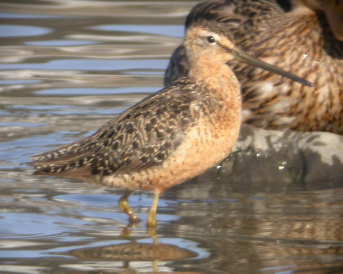 Long-billed Dowitcher - ML616902950