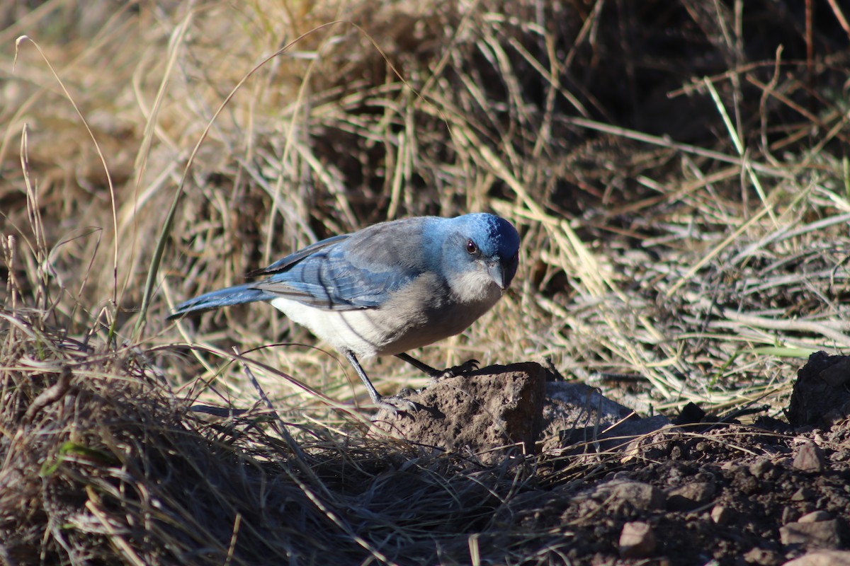 Mexican Jay - ML616902985