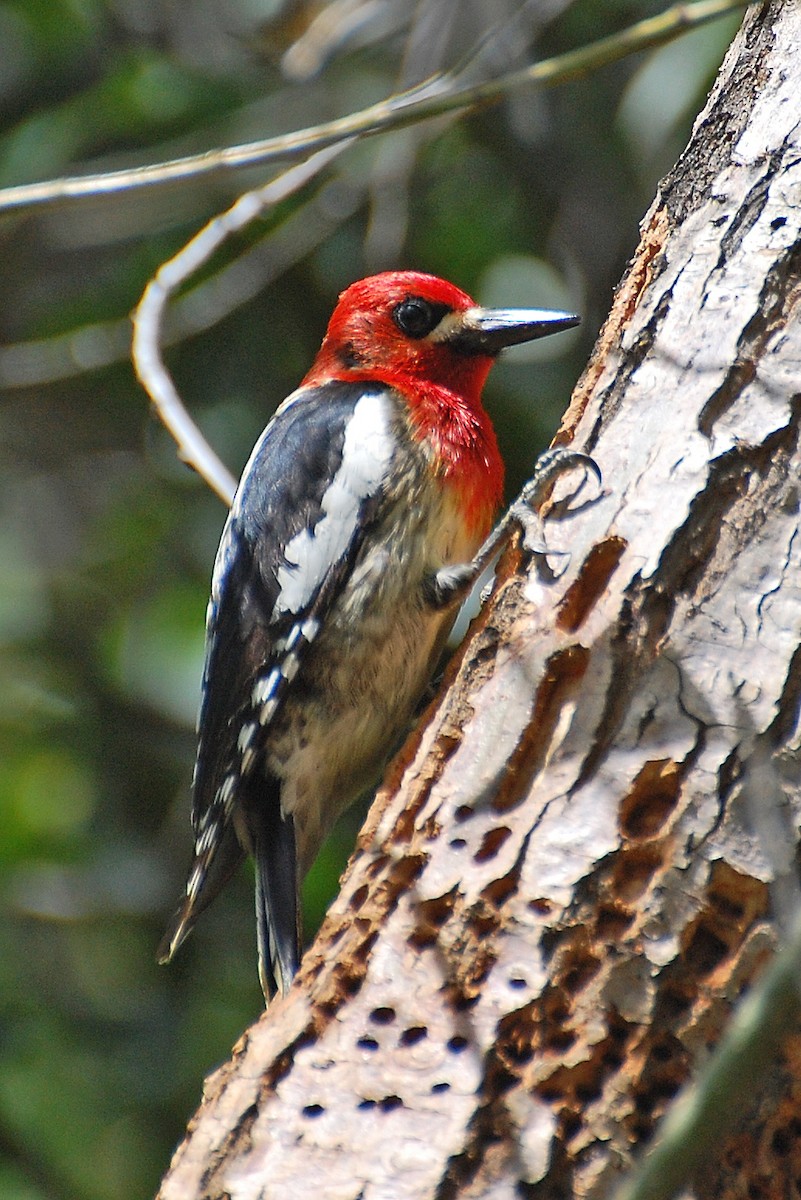 Red-breasted Sapsucker - ML616902992