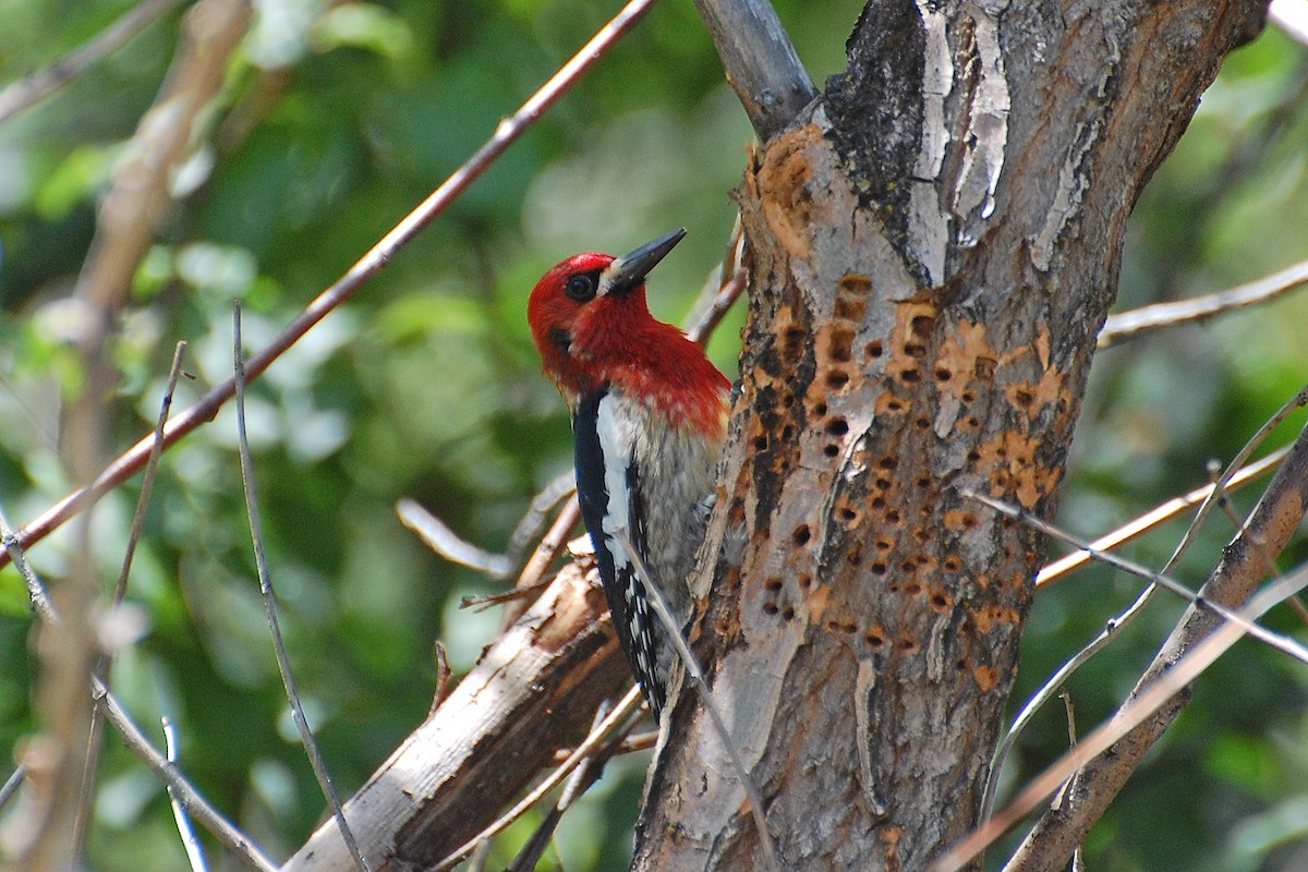 Red-breasted Sapsucker - ML616902993