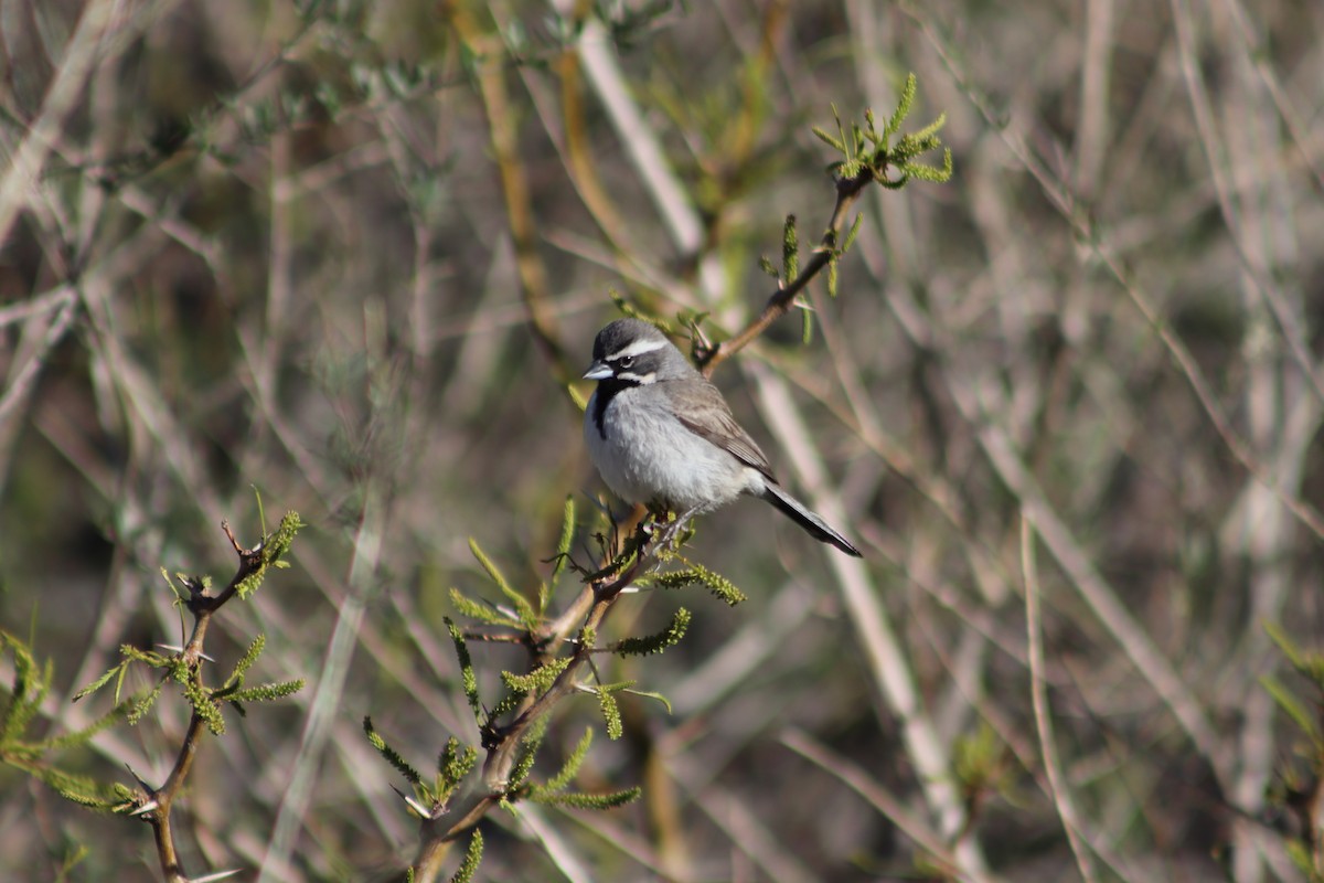 Black-throated Sparrow - ML616903002