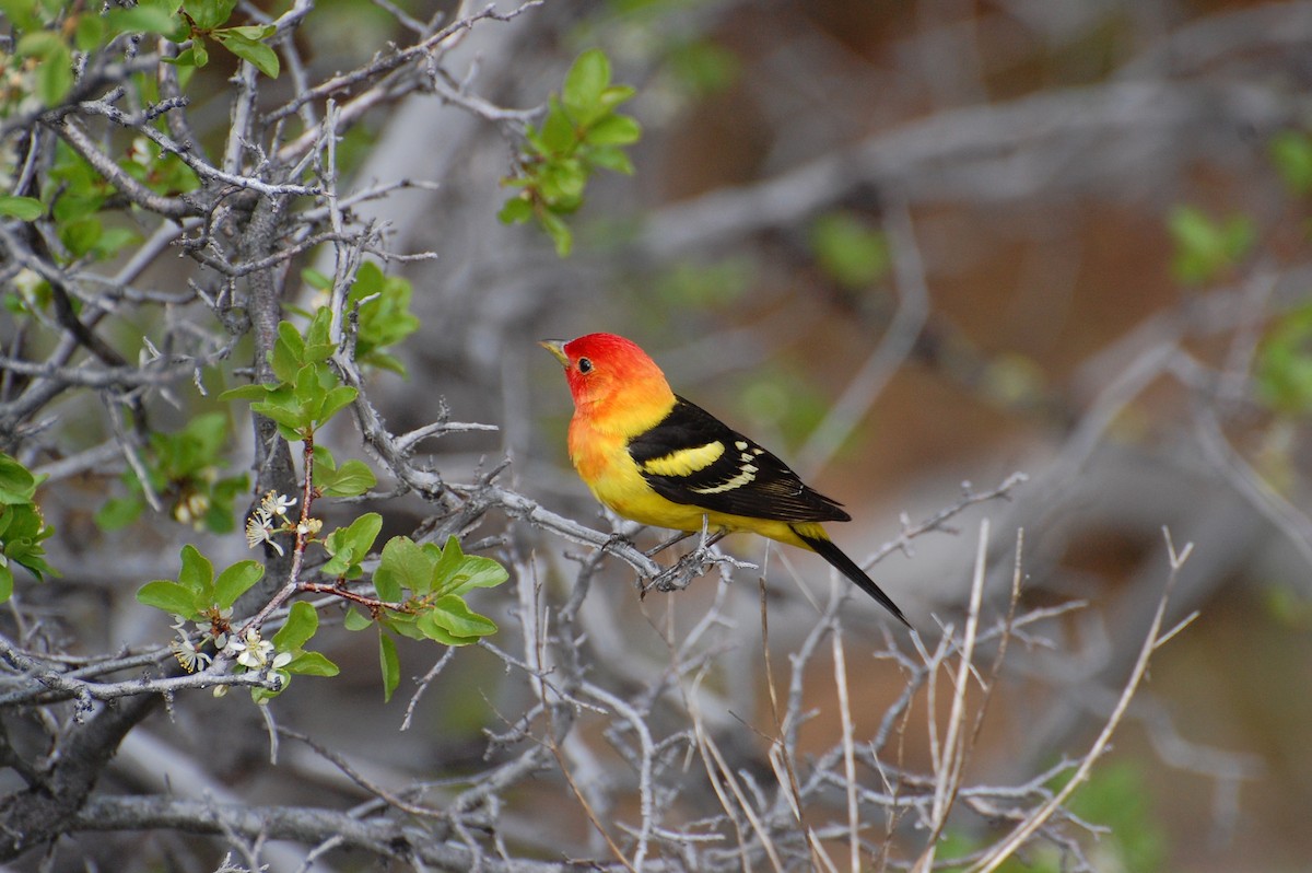 Western Tanager - ML616903036