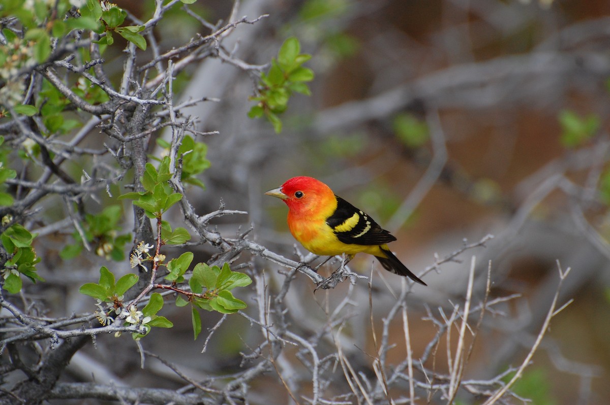 Western Tanager - ML616903040