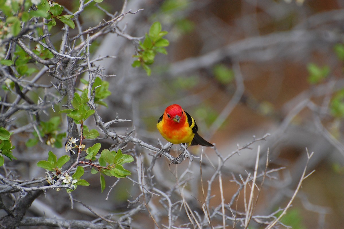 Western Tanager - ML616903042