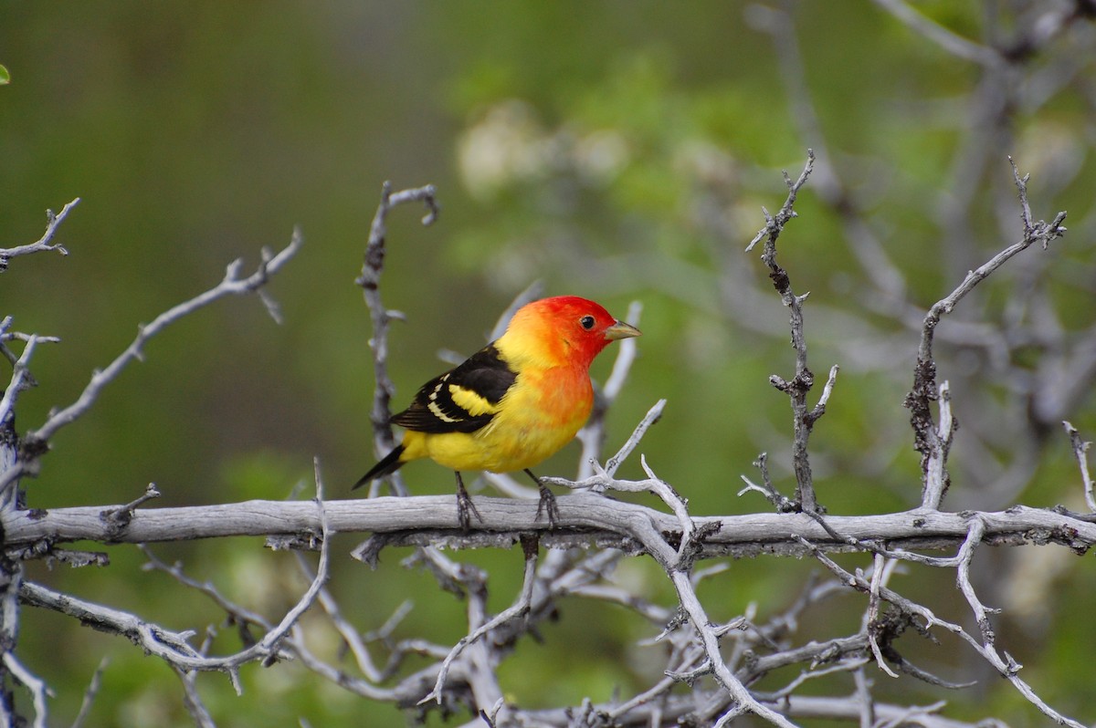 Western Tanager - ML616903059
