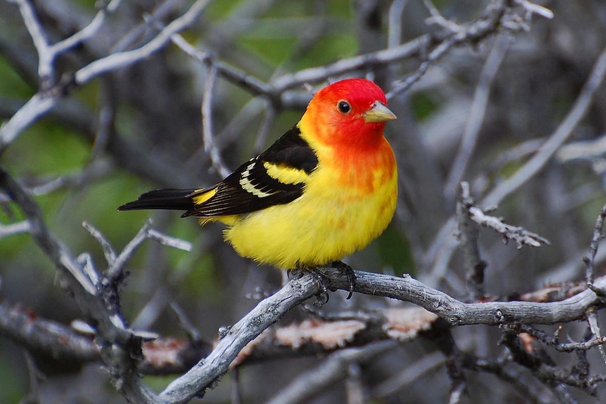 Western Tanager - ML616903061