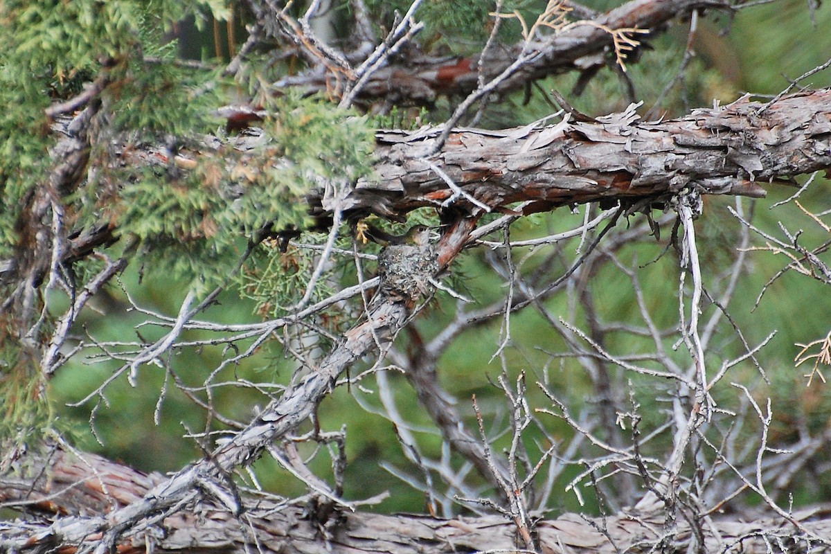 Calliope Hummingbird - ML616903067