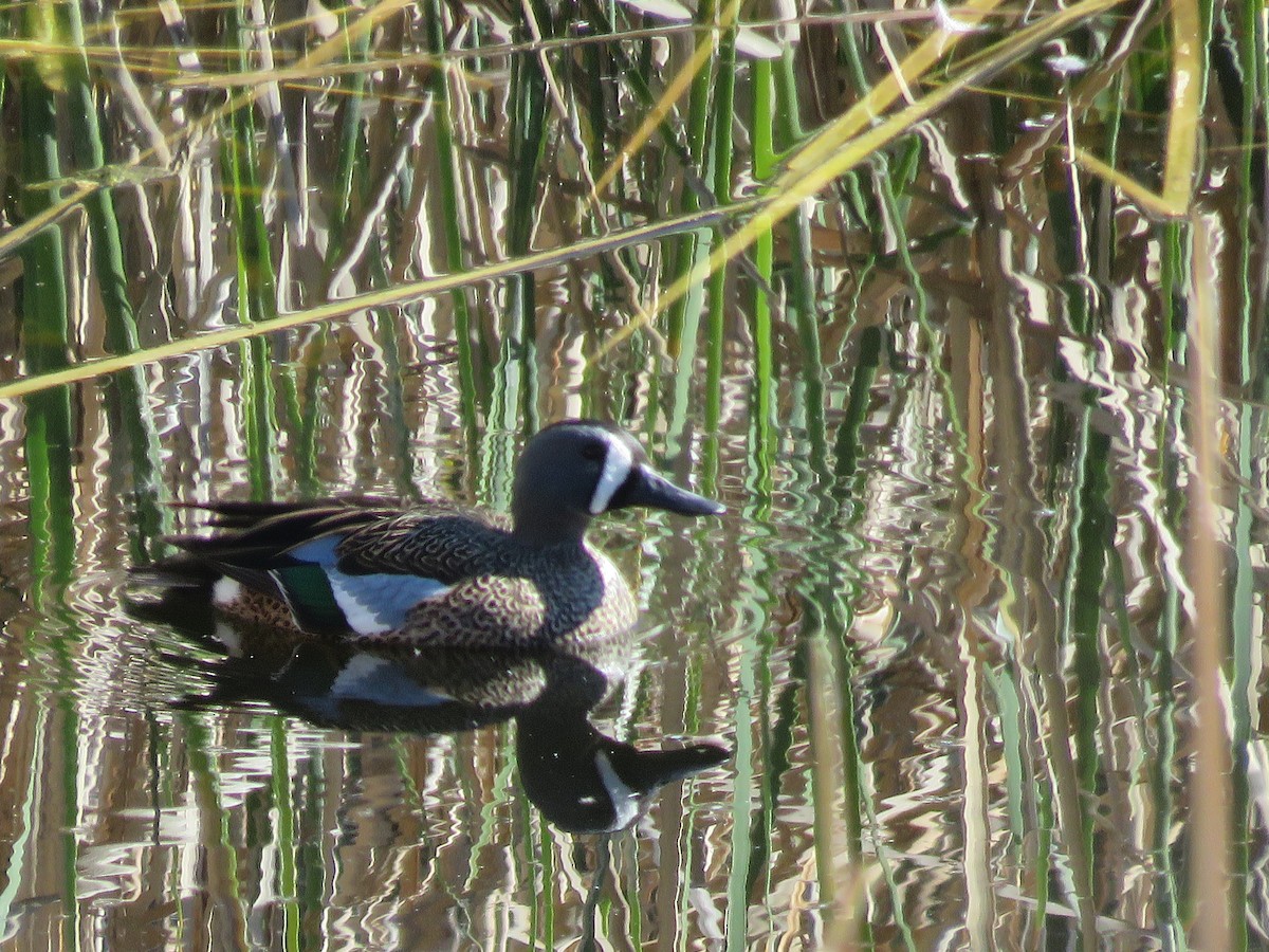 Blue-winged Teal - ML616903075