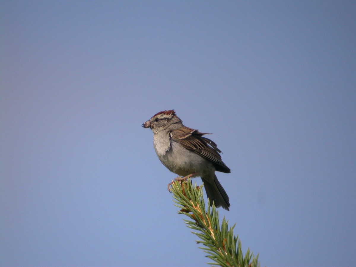 Chipping Sparrow - ML616903104