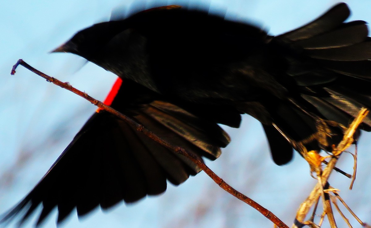 Red-winged Blackbird - ML616903187