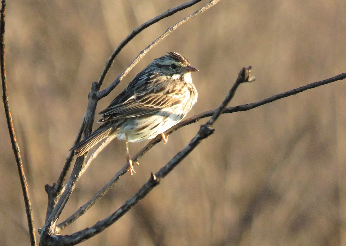 Savannah Sparrow - ML616903204