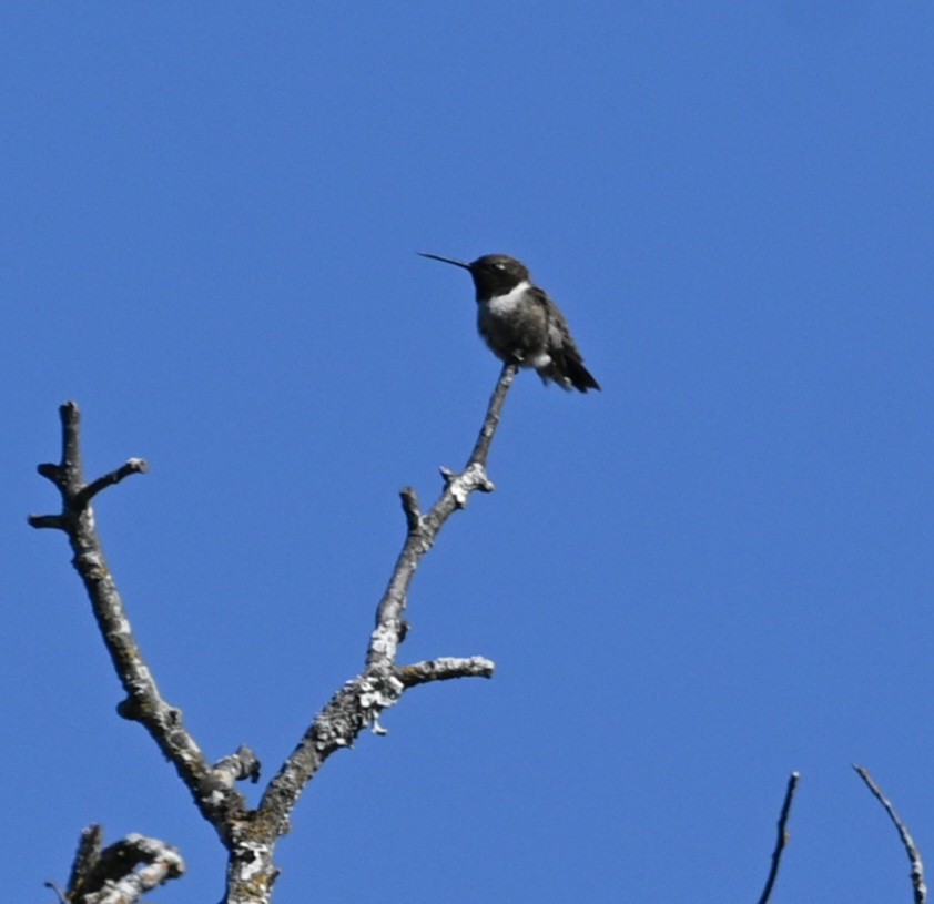 Kara Boğazlı Kolibri - ML616903279
