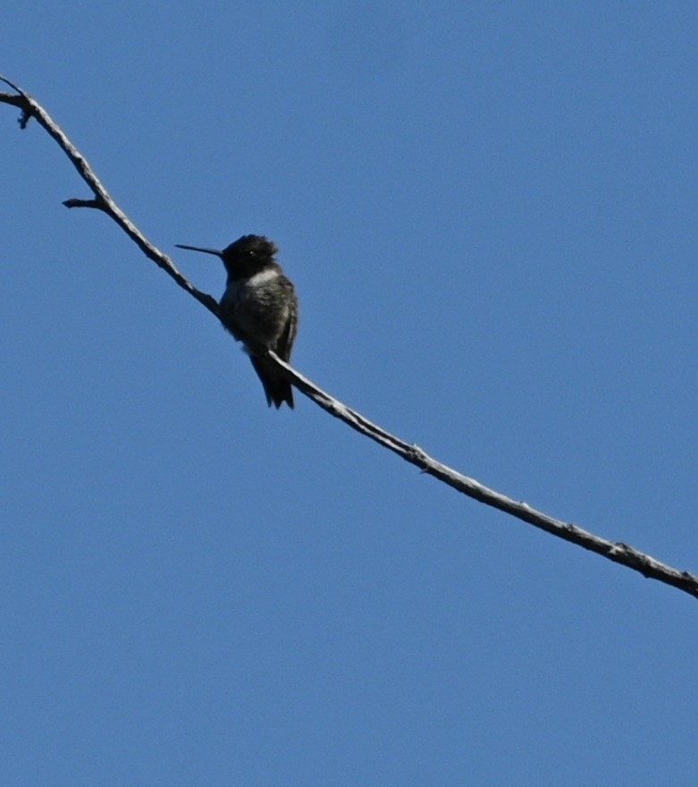 Black-chinned Hummingbird - ML616903280