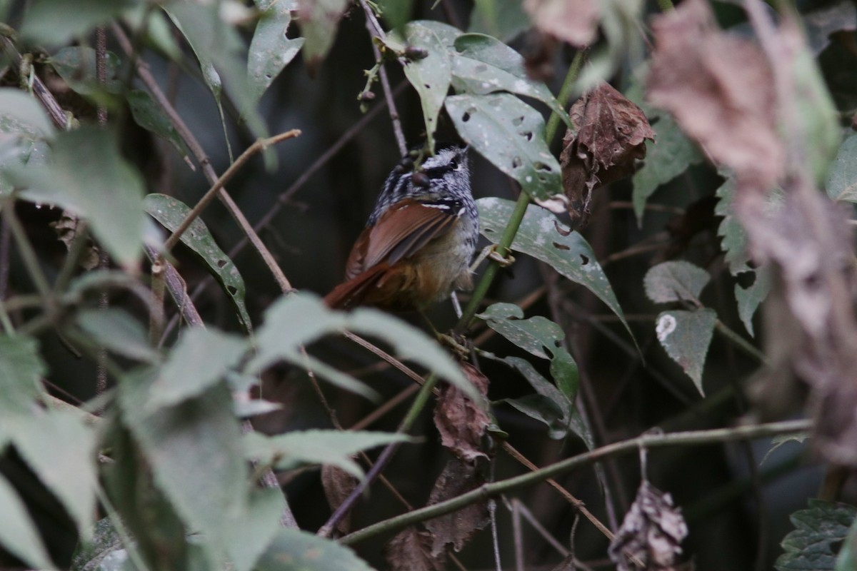 Rufous-tailed Antbird - ML616903288