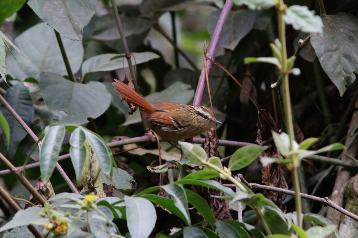 Rufous-tailed Antbird - ML616903289