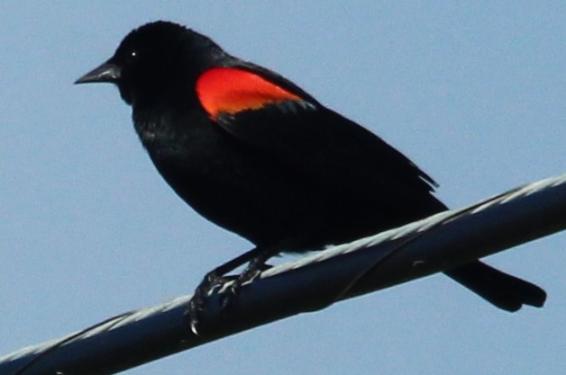 Red-winged Blackbird - ML616903421