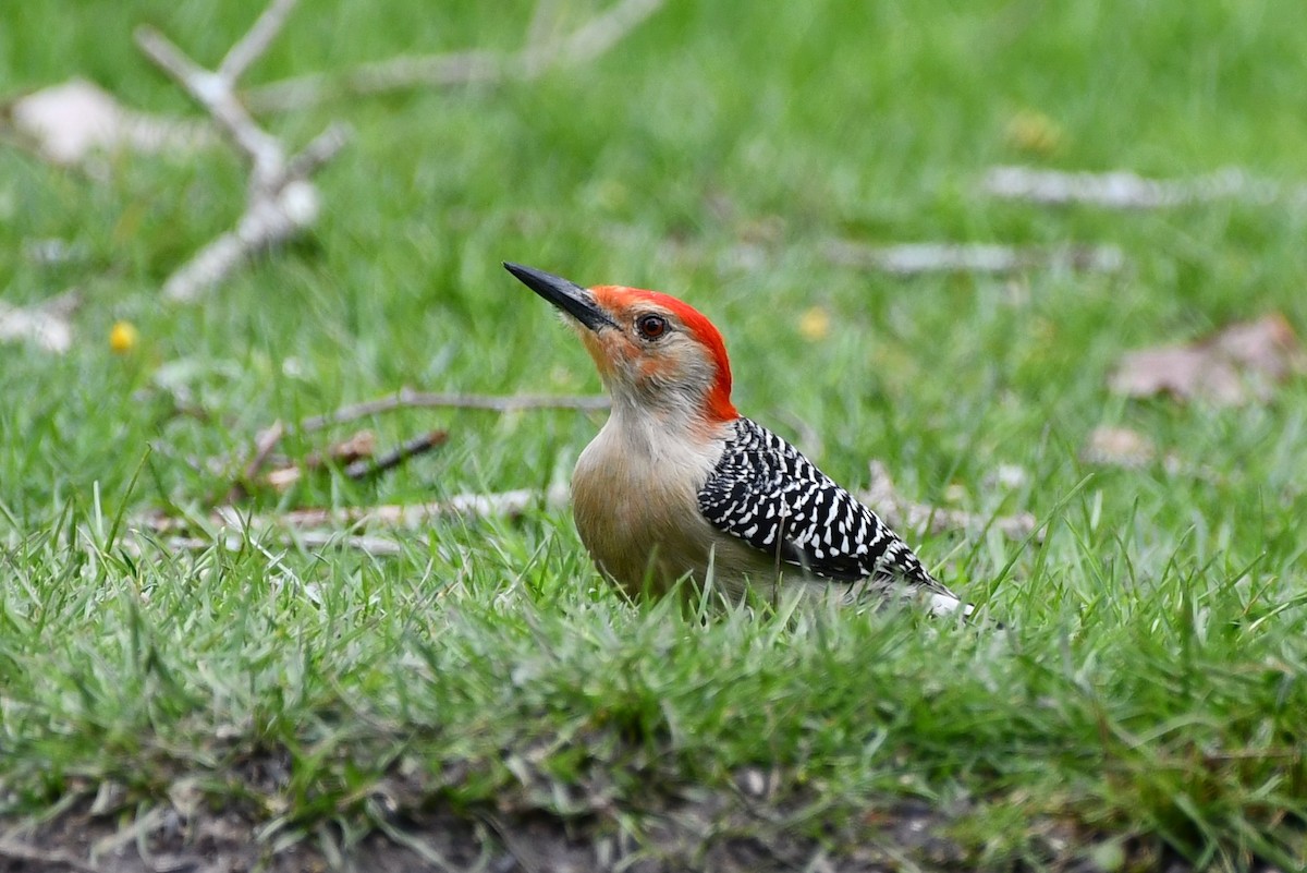 Red-bellied Woodpecker - ML616903509