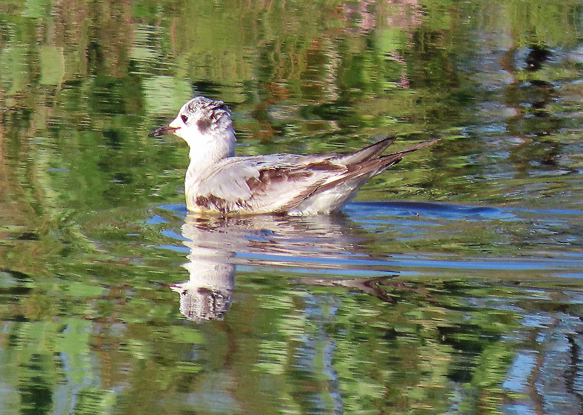 eBird Checklist 4 Apr 2024 Higley and Ocotillo Rds. ponds 63