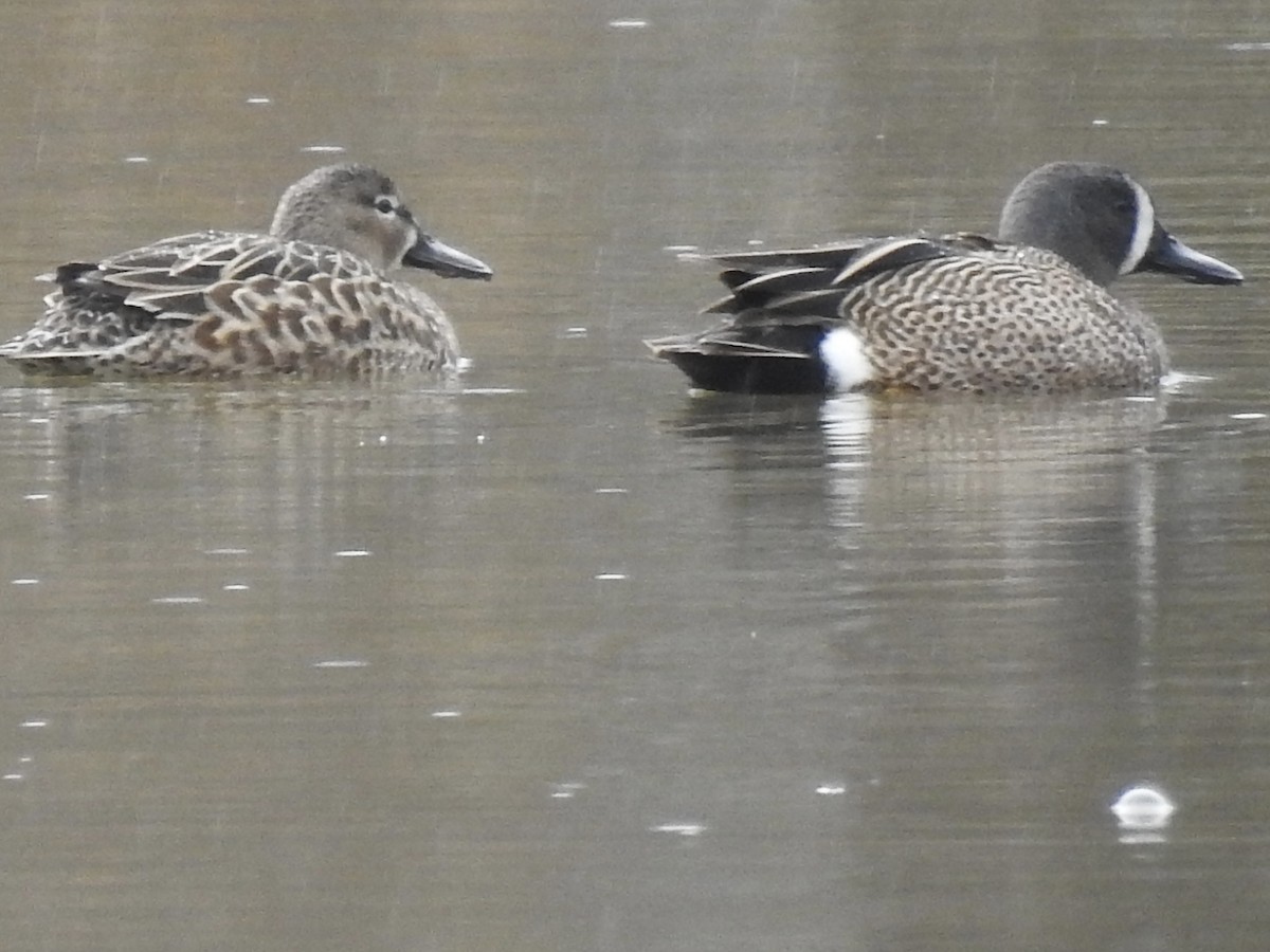 Blue-winged Teal - ML616903643