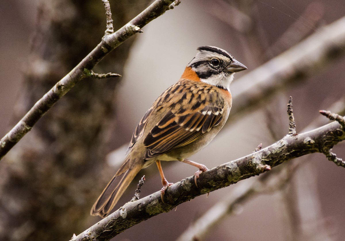 Rufous-collared Sparrow - ML616903678