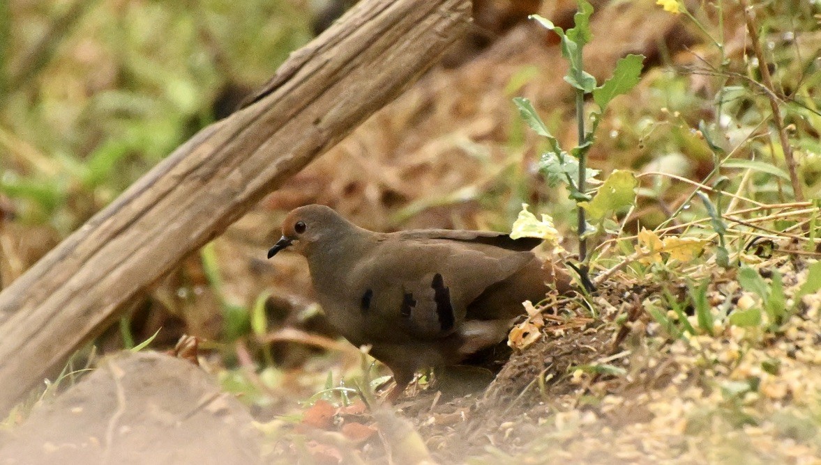 Maroon-chested Ground Dove - ML616903699