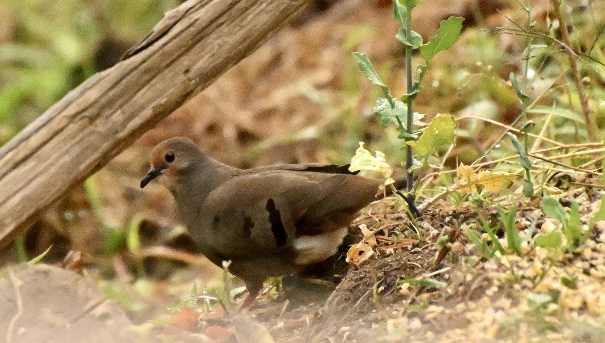 Maroon-chested Ground Dove - ML616903702