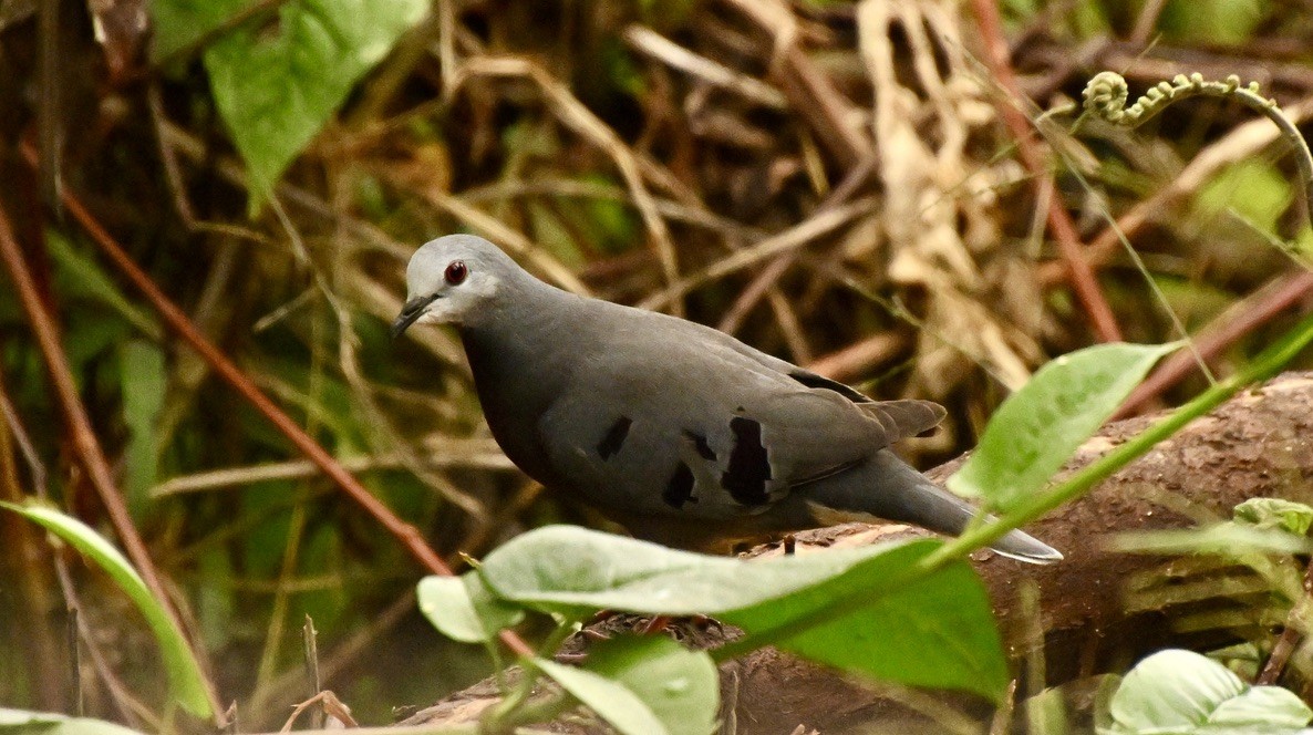 Maroon-chested Ground Dove - ML616903709