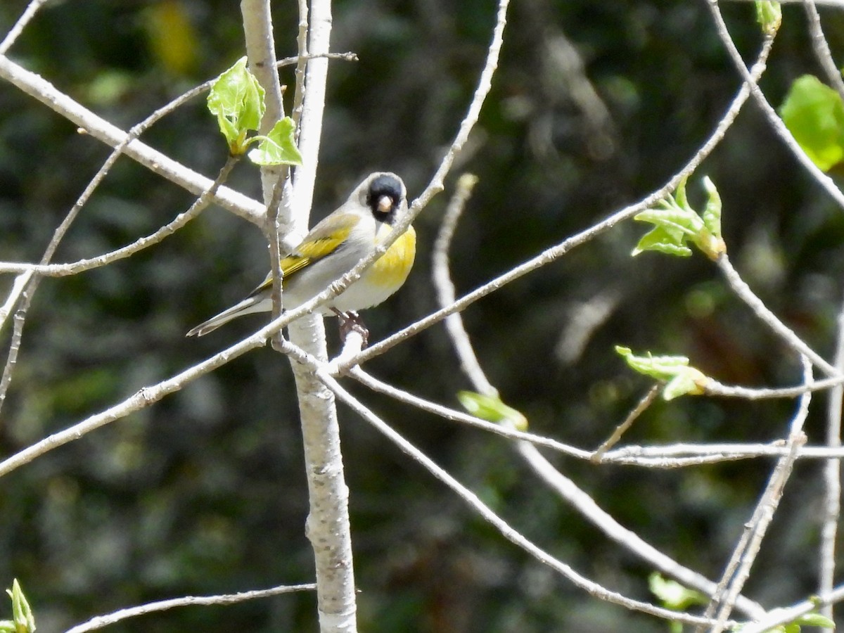 Lawrence's Goldfinch - ML616903788