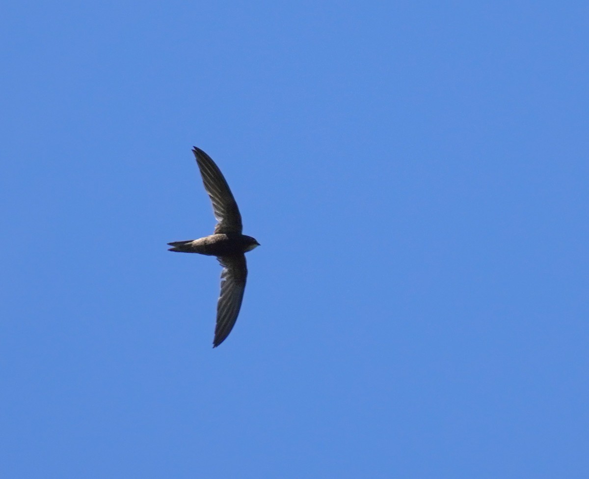African Swift - Sarah Foote