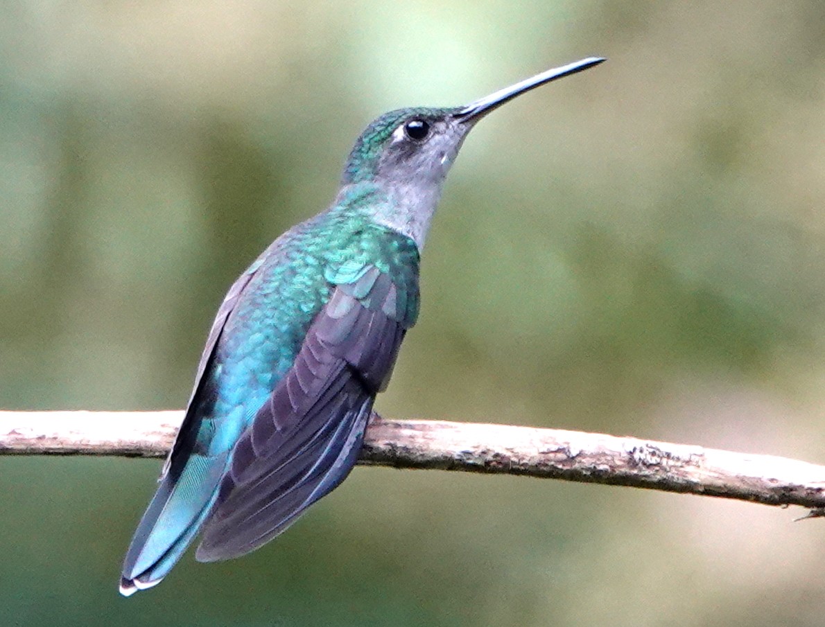 Gray-breasted Sabrewing - Peter Blancher