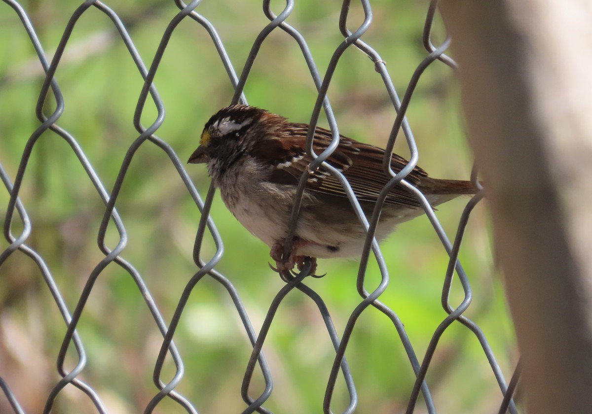 White-throated Sparrow - Jane Wiewora