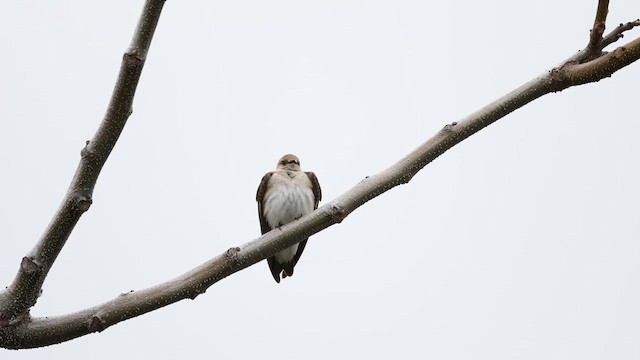 Northern Rough-winged Swallow - ML616904240