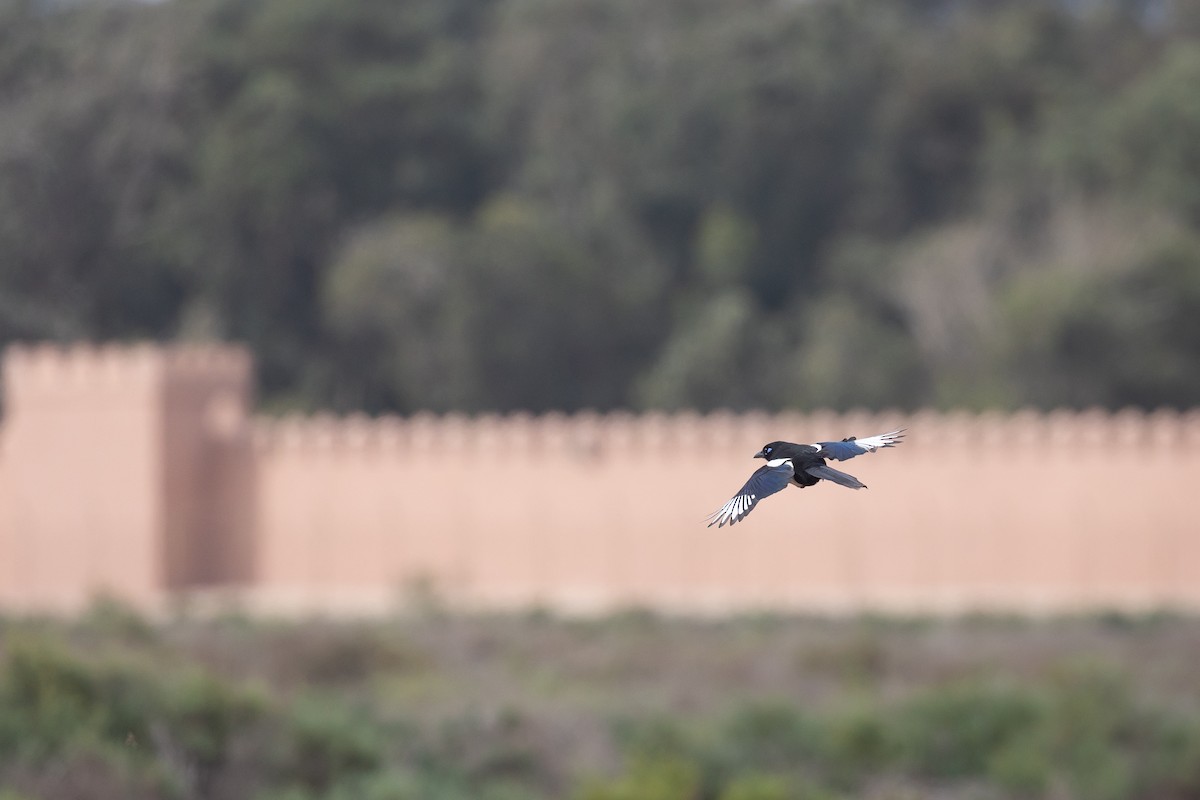 Maghreb Magpie - ML616904366