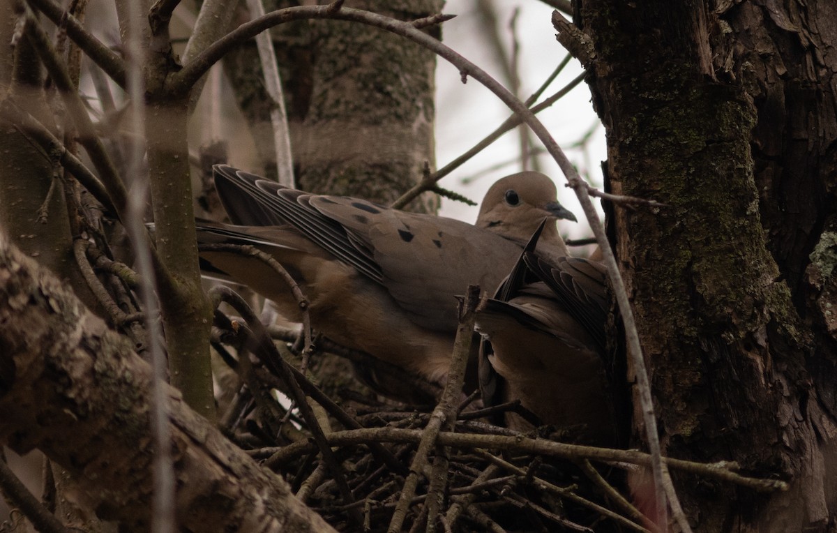 Mourning Dove - Lisa And Eman
