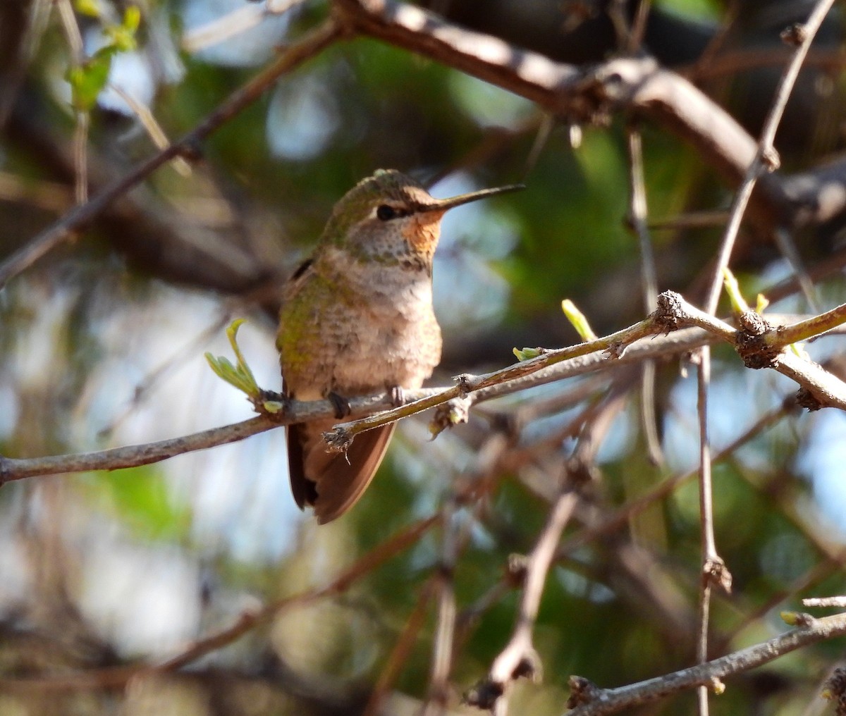 Anna's Hummingbird - ML616904561