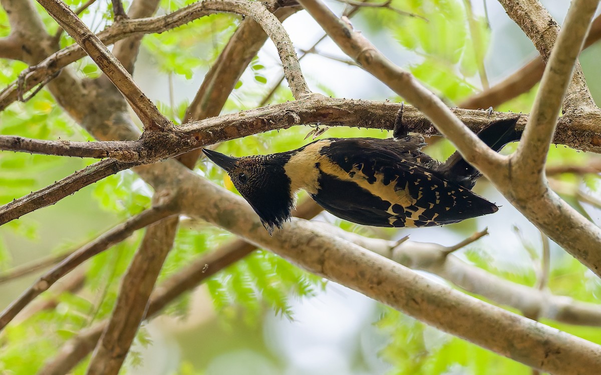 Black-and-buff Woodpecker - ML616904715