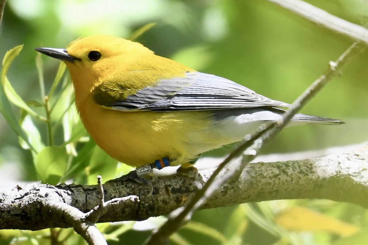 Prothonotary Warbler - ML616904718
