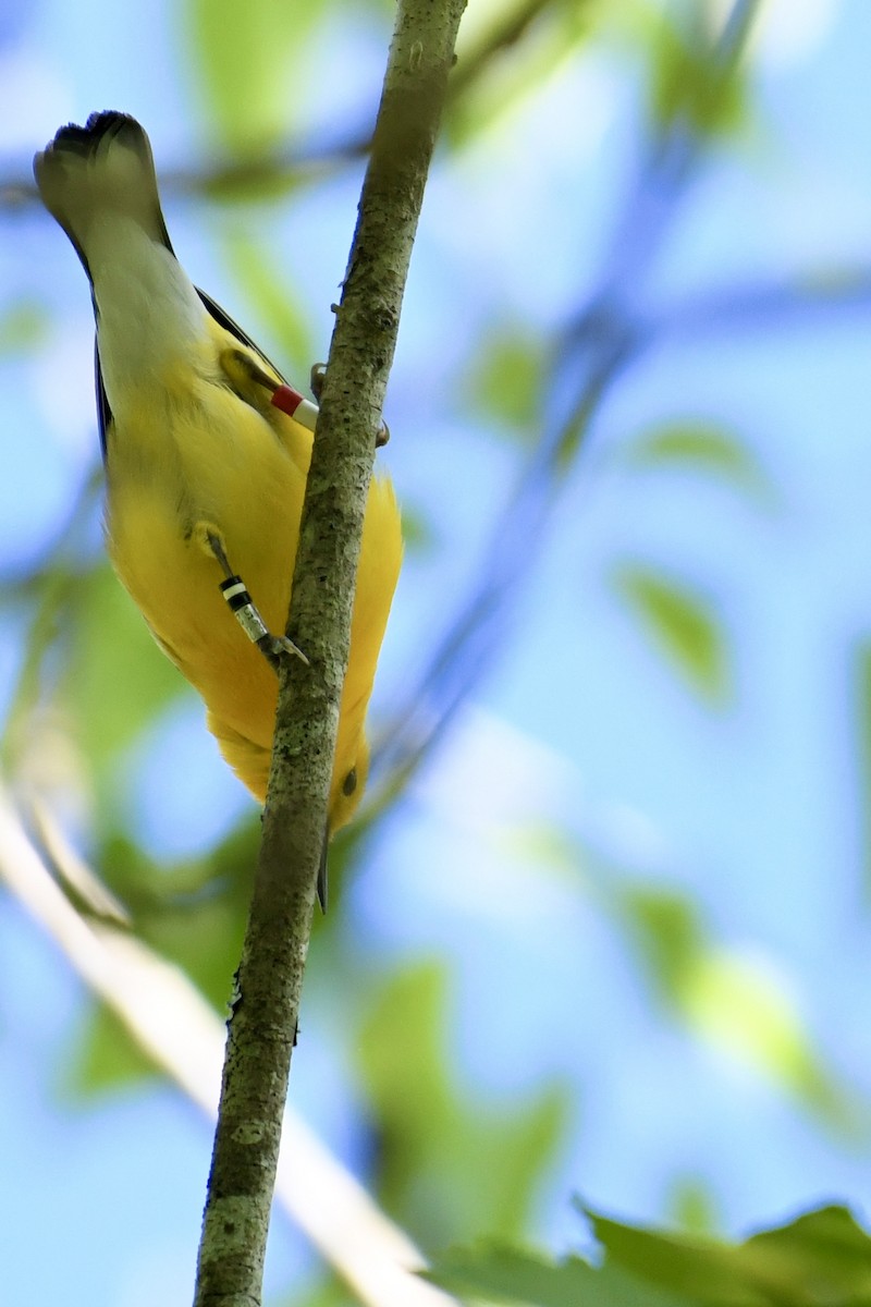 Prothonotary Warbler - ML616904719