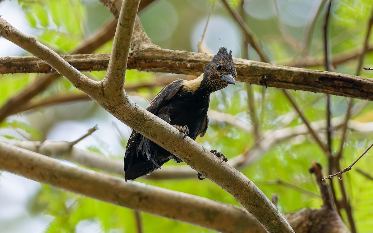 Black-and-buff Woodpecker - ML616904722