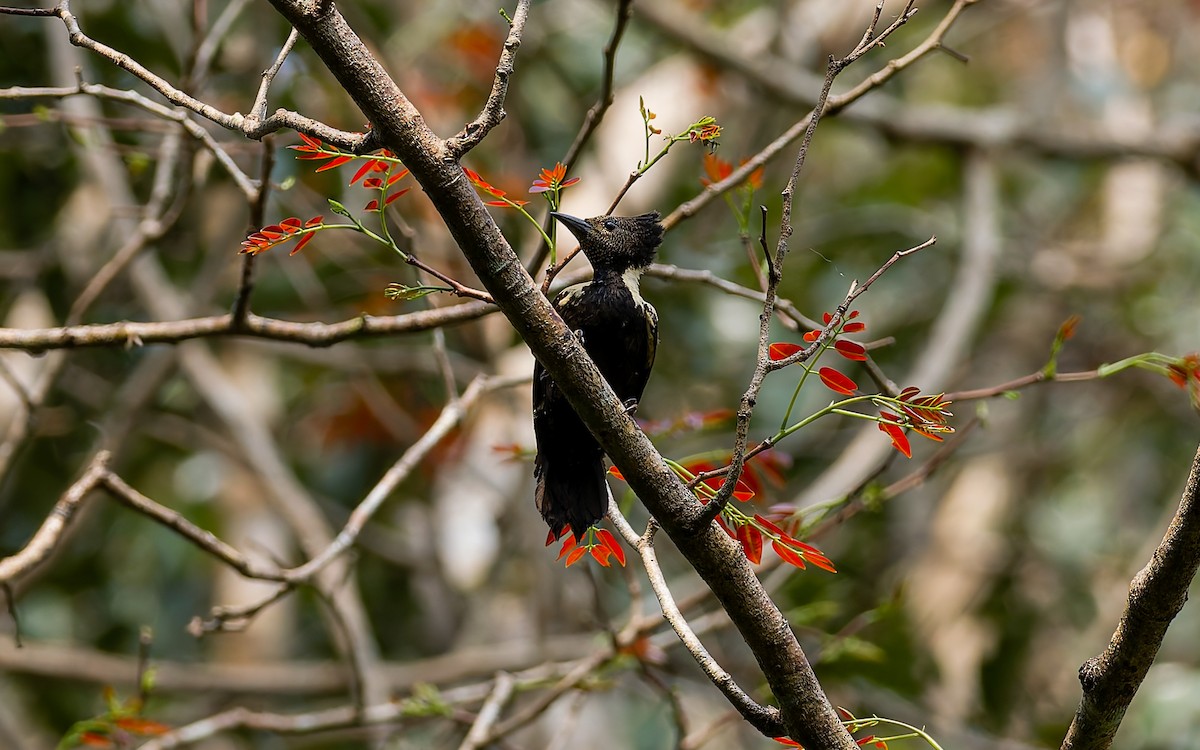 Black-and-buff Woodpecker - ML616904738
