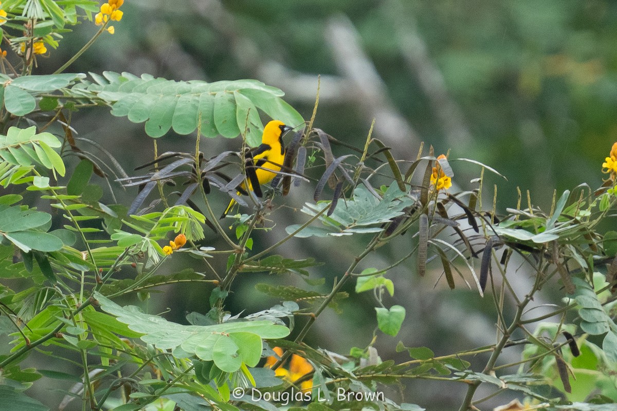 Yellow-tailed Oriole - ML616904767