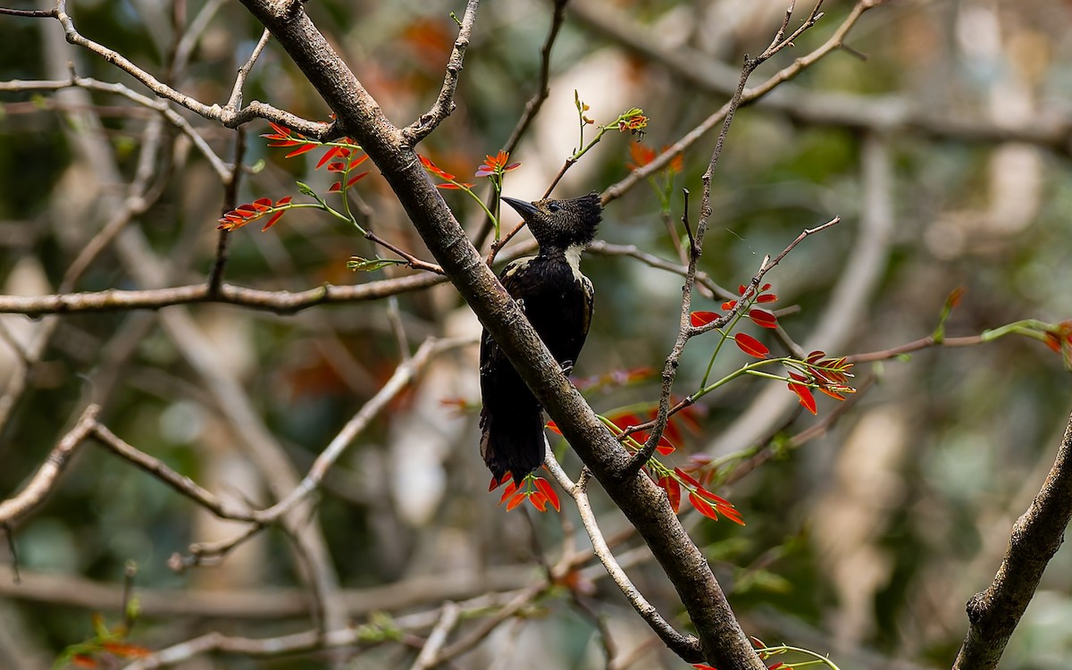 Black-and-buff Woodpecker - ML616904788